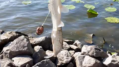 two fish at once