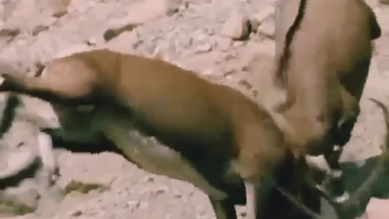 "Majestic Mountain Goats: A Glimpse into High-altitude Life 🏔️"