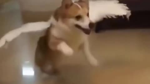 Flying doge cute