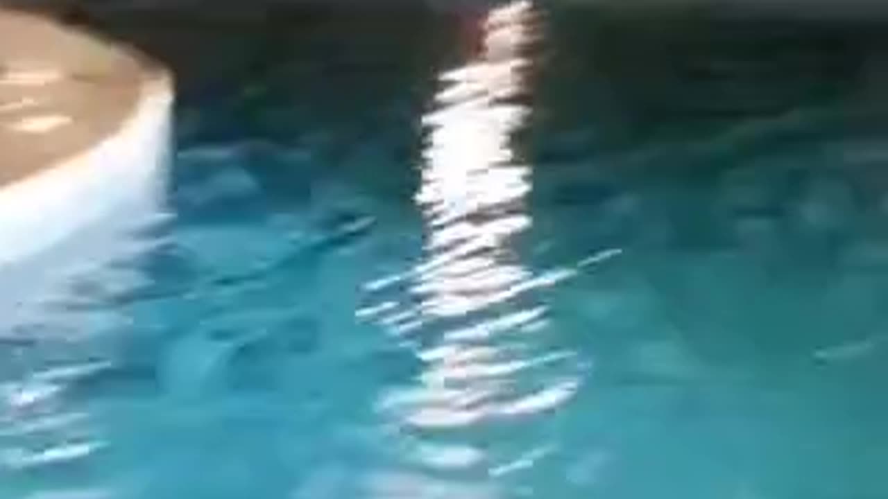 Stap party IRAQI restaurant 11