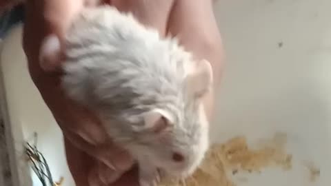 Aa Evin dan hamster
