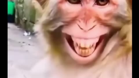 Most unusual Mom 🤯🧐🤯🧐 monkey smile funny video