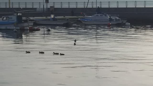 Guillemot family outing