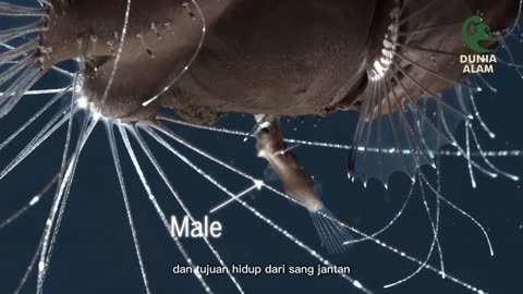 Ikan - Ikan Aneh Dari Laut Dalam - Ikan Laut Dalam