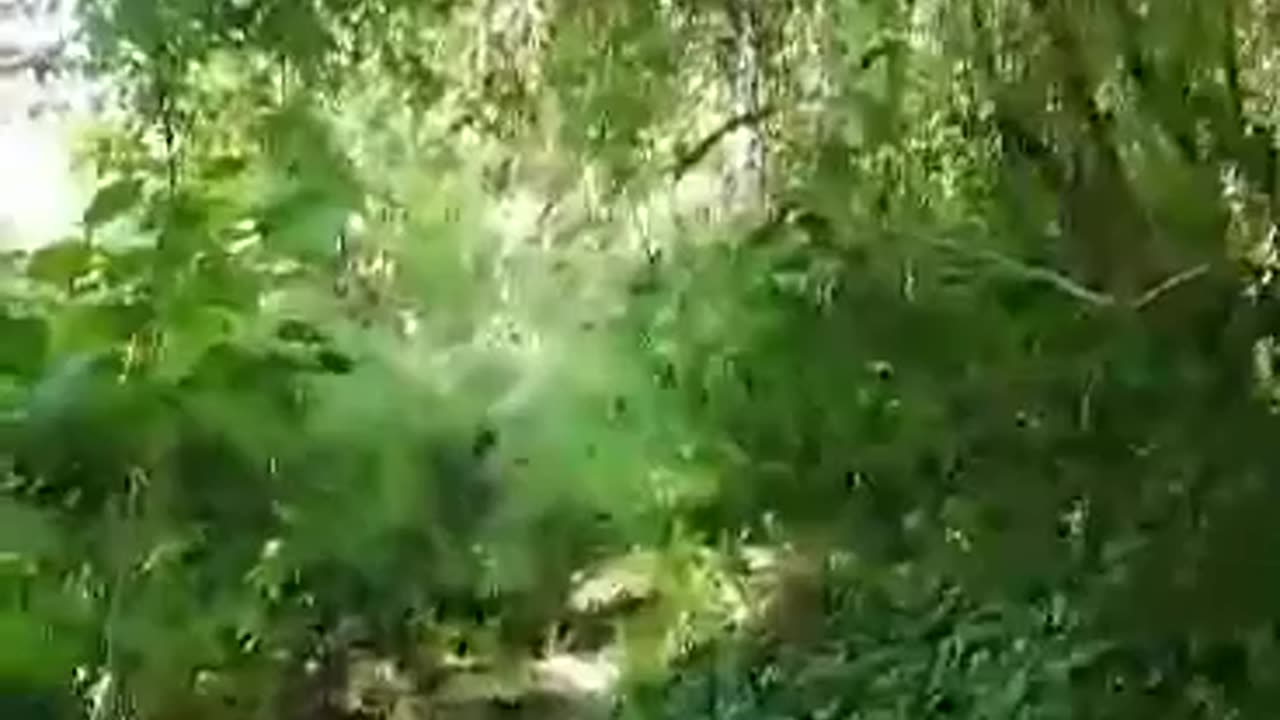 Living in Paradise ! a walk thru the Sanctuary
