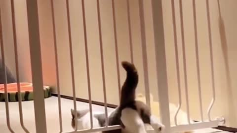 Funny moments of pets, kitty's movements are so cute, I really want to have such a funny cat