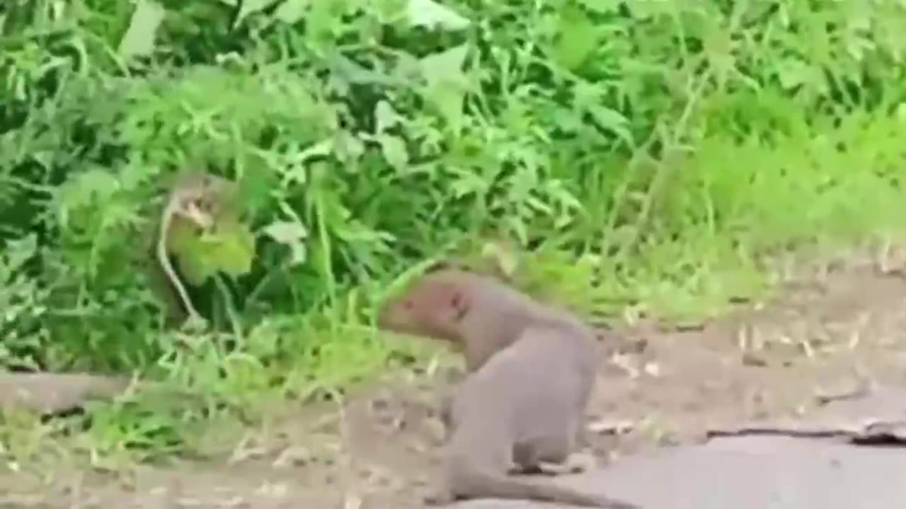 snake vs squirrel