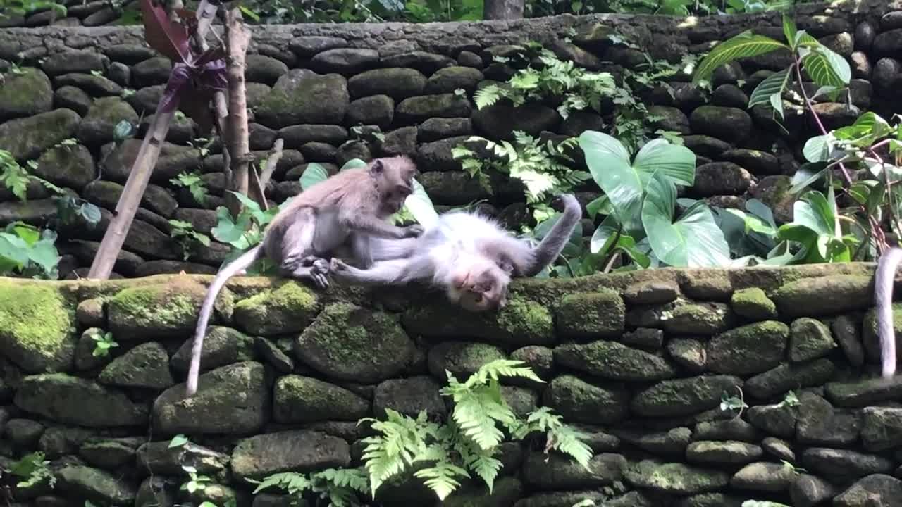 Cute monkey cuddle