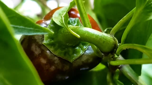 Poblano Indoor PEPPERS #indoorplants