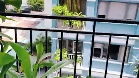 fatty demon pig - 2024 - August 13th part 002 - Danang