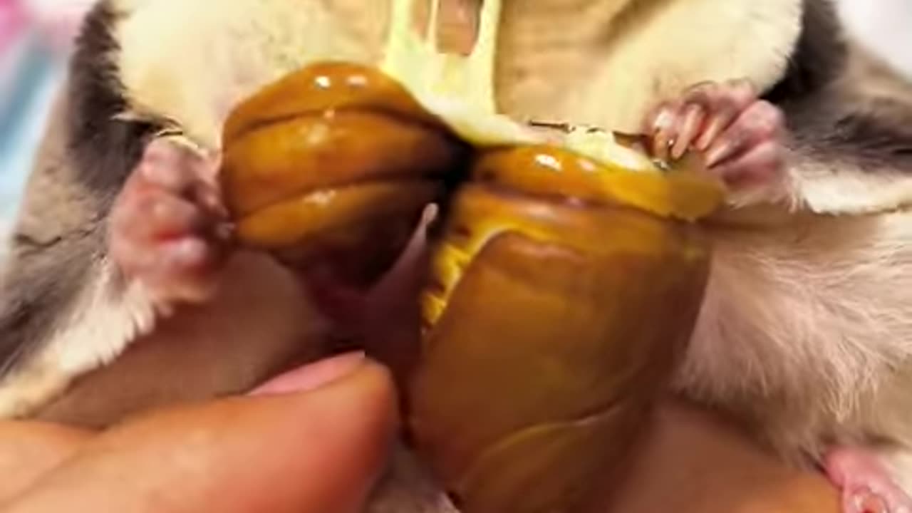 Animal ASMR | Sugar Glider Eating Cheese Bug #shorts #asmr #animalasmr