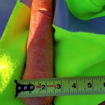 How big is this carrot