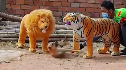 Dog Scared Of Tiger Toy