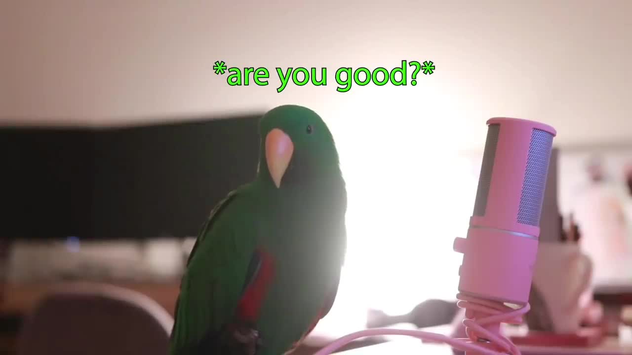 Get in and watch this cute smart bird