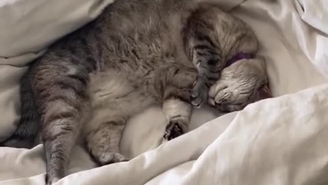 Adorable Kitty Nap Watch this Cute Cat Sleeping Like a Dream!