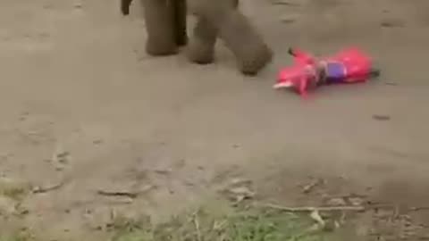 Elephant|Kitten|Jerry|Loving|Playing