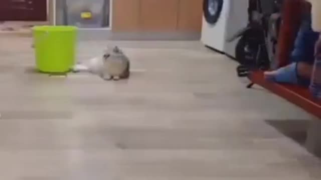 Naughty cat