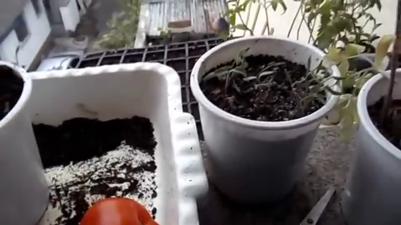 Como Plantar Tomate da (Forma mais Facil do Mundo)