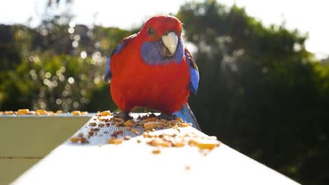 Crimson Rosella