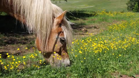 Horse Pasture Graze Horse Head Mane Grass