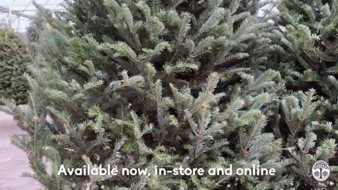 Fresh Cut Christmas Trees