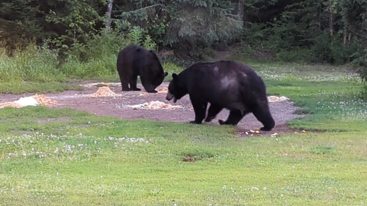 Bears at Konteka