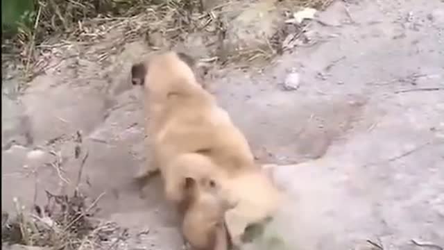 When dogs have fun like little kids,Really ridiculous thing