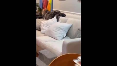 Autistic Kitten