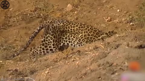 10 Times Leopards Messed With The Wrong Opponent | 10 TIMES ANIMALS MESSED WITH THE WRONG OPPONENT!