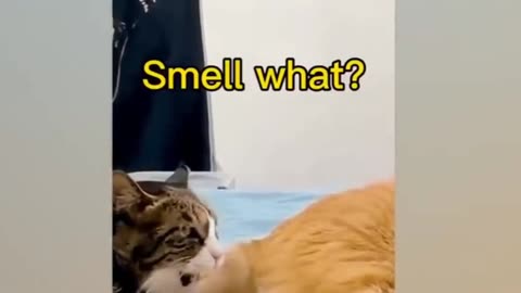 "Best Dogs and Cats Comedy Moments: Guaranteed to Bring a Smile!"