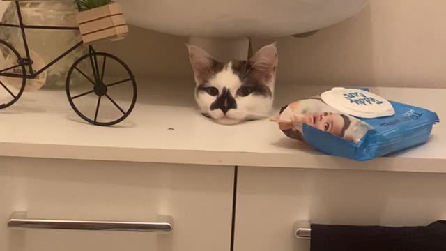 Cat Pokes Head Out of Hole Between Sink and Furniture