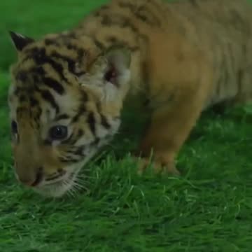 Tates tiger is beautiful.