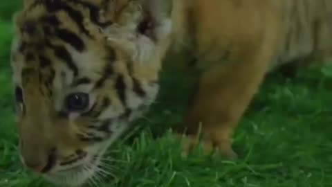 Tates tiger is beautiful.