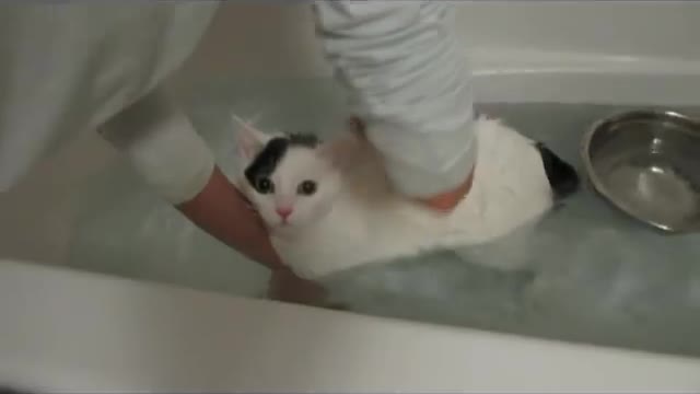 Cats takes a bath moooo