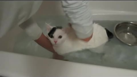 Cats takes a bath moooo