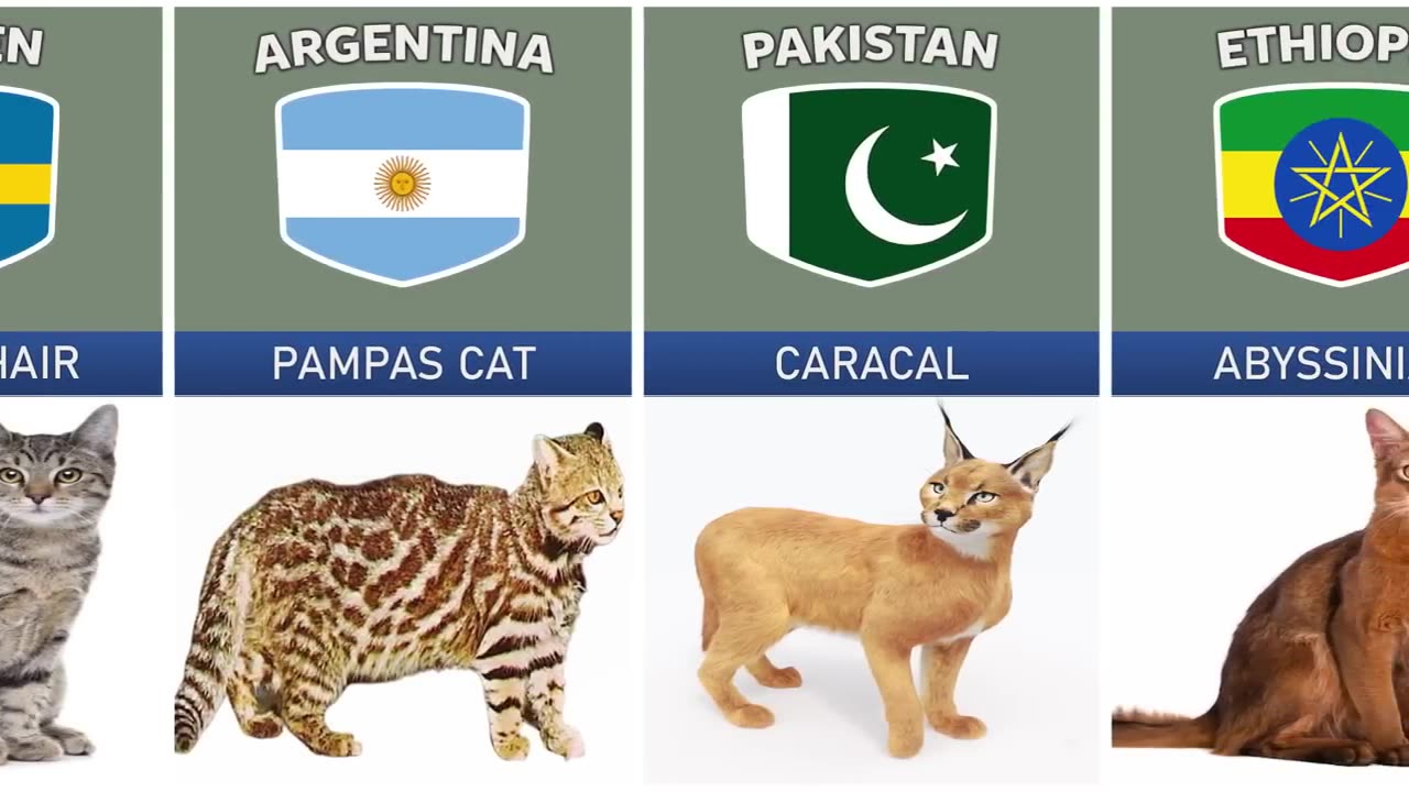 Cat Breeds From Different Countries