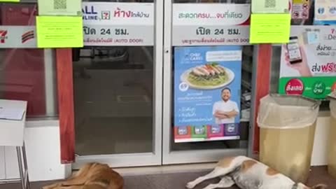 Sleepy Dogg 🐶 Amazing Thailand _shorts-TXWVBbBoPmc