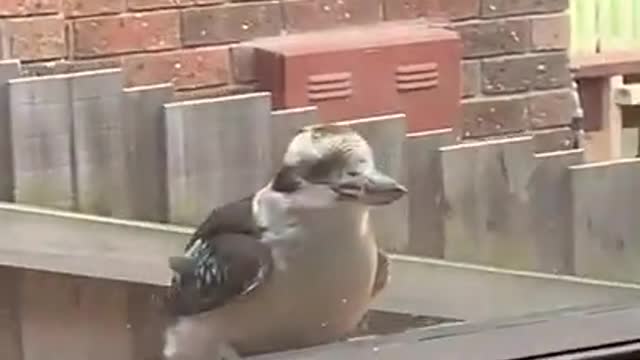 Kookaburra Bird Pecks Furiously At Window And Scares Home Owners