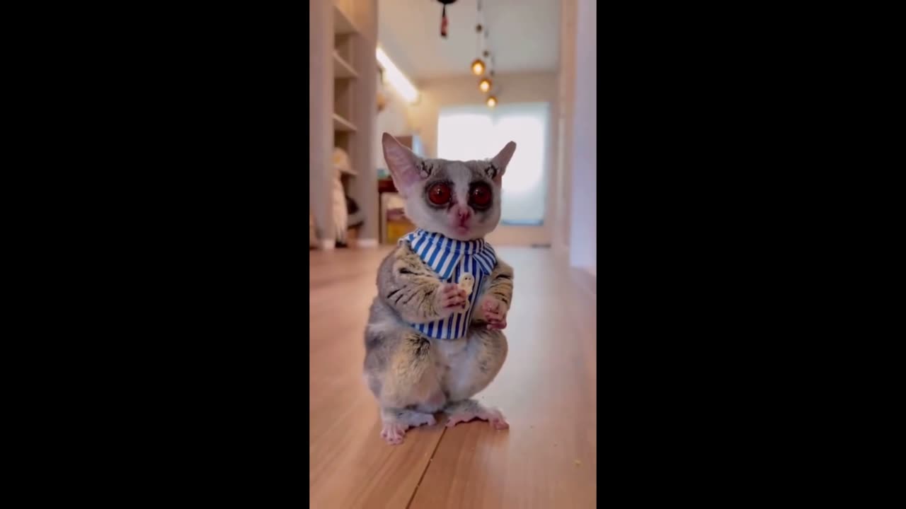 Best Funny Animal Videos of the year