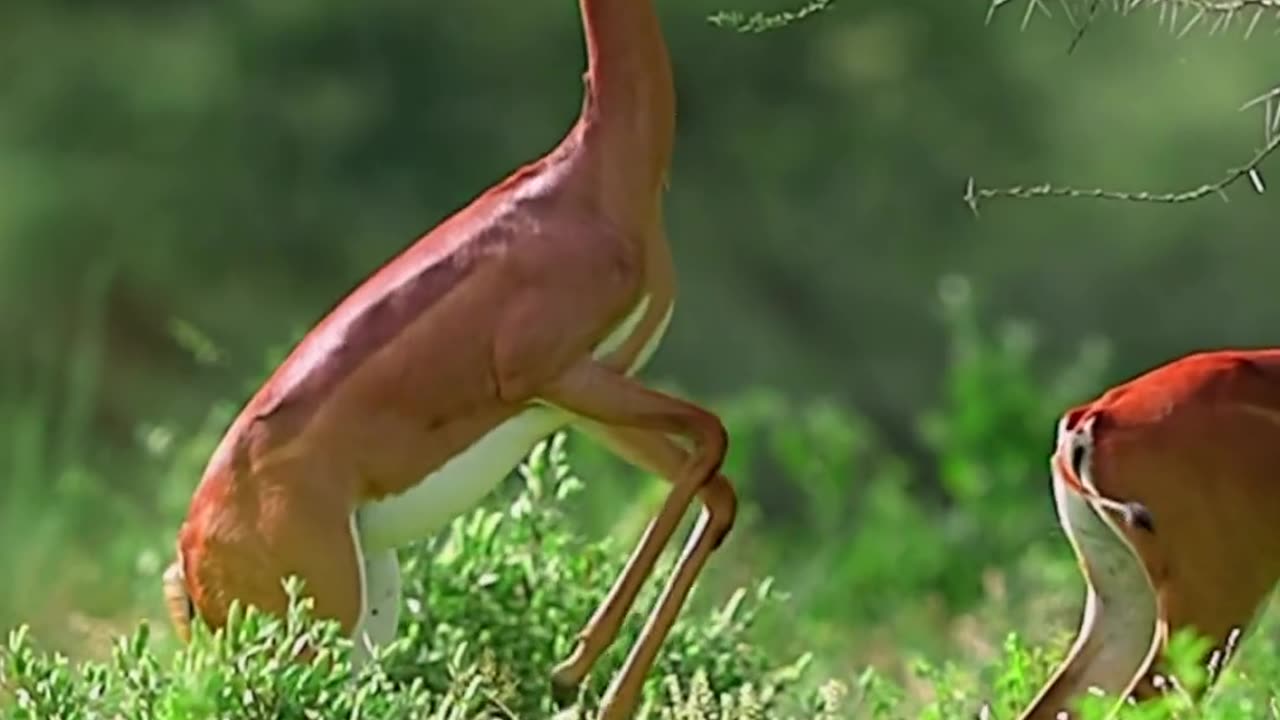 Beauty of nature live