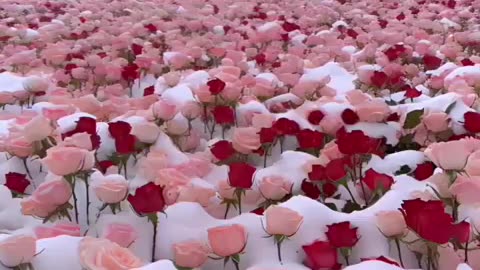 Beauty of Nature