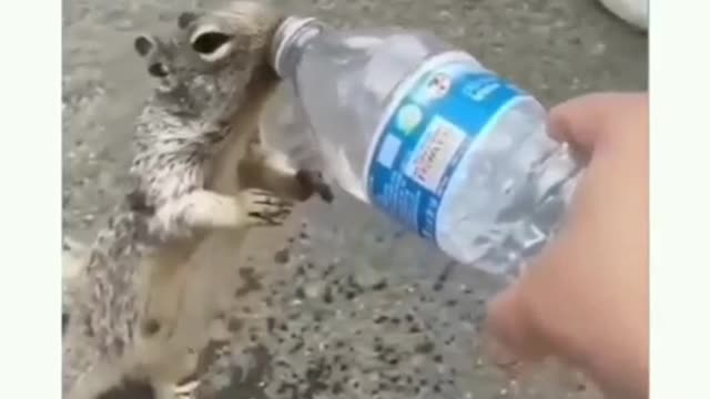 best video of humanity