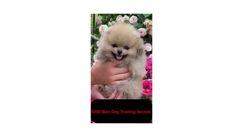Brain Training for Dogs A Unique Dog Training Course