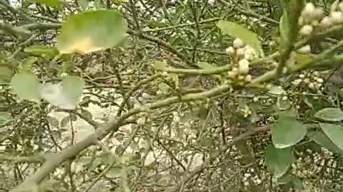 Lemon 🍋 fruits flowering