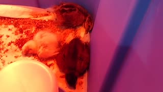 Sleeping Silkie Chicks #Shorts