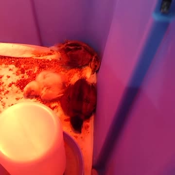 Sleeping Silkie Chicks #Shorts