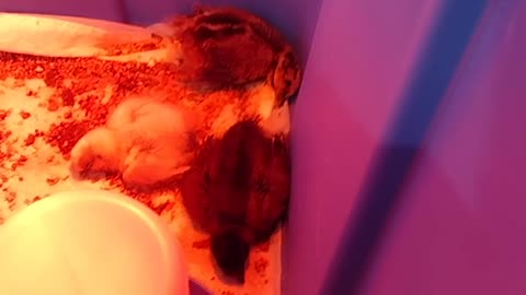 Sleeping Silkie Chicks #Shorts