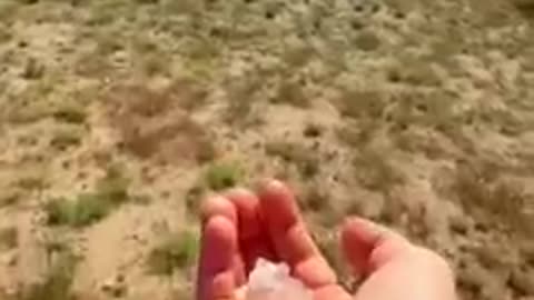 Throwing Snow At acactus