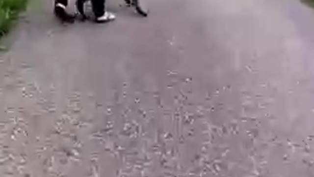 Rottweiler vs Labrador