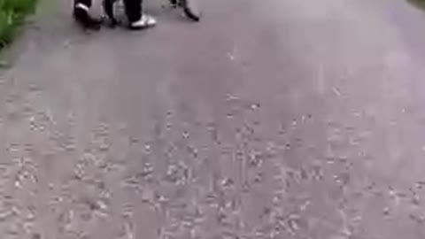 Rottweiler vs Labrador